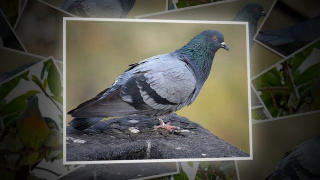 ГОЛУБИ МИРА (Pigeons of Peace) смотреть онлайн