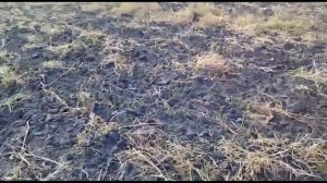 Жесткие испытания для плуга ПС-5/35! Честный отзыв фермера.