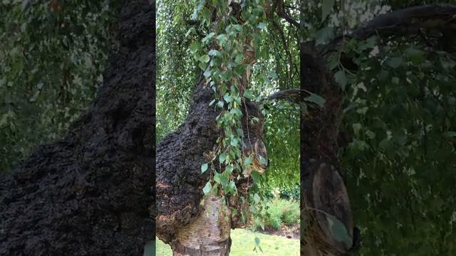 Weeping birch (Betula pendula 'Youngii') - trunk & leaves - July 2018