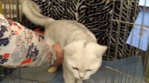 Характер британской серебристой шиншиллы