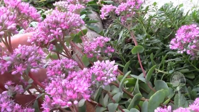 ОЧИТОК ЭВЕРСА ЛЕГКО РАЗМНОЖИТЬ ДАЖЕ ЛЕТОМ ВО ВРЕМЯ ЦВЕТЕНИЯ! смотреть онлайн