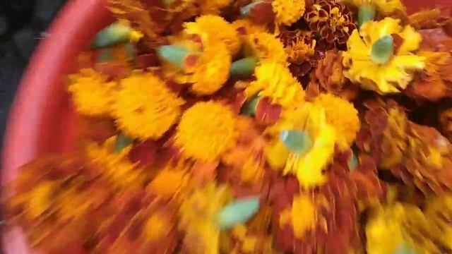 Поспешите собрать цветы бархатцев. смотреть онлайн