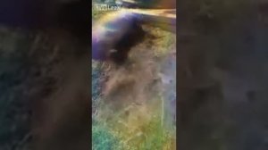 18+ . +18. Зарезал Свинью свинья плакала на глазах