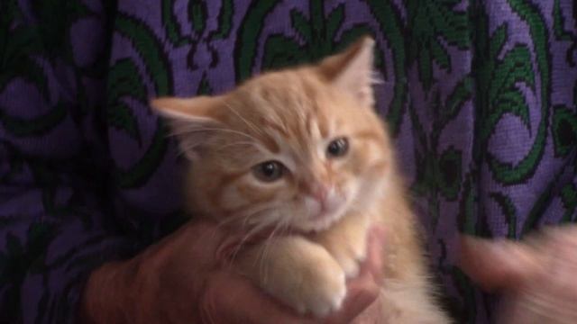 Дети войны. Как моя мама поменяла куклу на вкусную ложку.mp4 смотреть онлайн