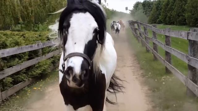 Посмотрите, на Что Способна Самая Длинная Лошадь в Мире смотреть онлайн