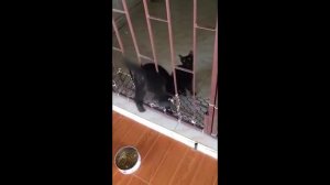 настоящий друг