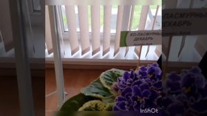 #фиалки #выставка #продажа #ботсад #цветочныймикс Выставка-продажа фиалок в ботсаду.