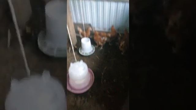 Курятник своими руками на 30 кур. Готовый. Для несушек.