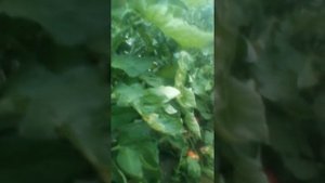 Вернер,очень суперранний и недорогой томат,плодоношение.