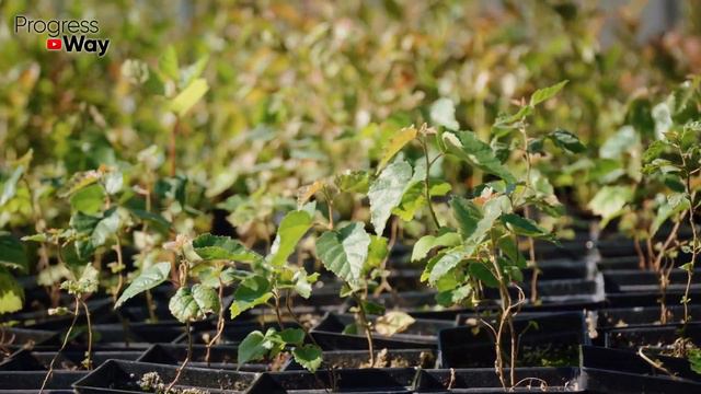 Образователь Корней! Каждый Черенок Пускает Корни От Этого Средства! Сильный Стимулятор Роста! смотреть онлайн