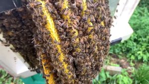 Дикие пчёлы, как долго смогут прожить?