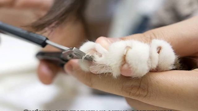 Нужно ли стричь когти кошке: необходимость и в каком возрасте