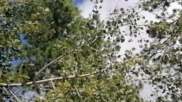 Шишки поспели п.Талинка ХМАО. смотреть онлайн