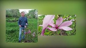 Об особенностях выращивания магнолий в климатических условиях Удмуртии
