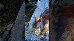 27 августа 2017 г. КАК ВКУСНО ПРИГОТОВИТЬ САЗАНА