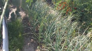 Чеснок яровой. Тень или солнце?