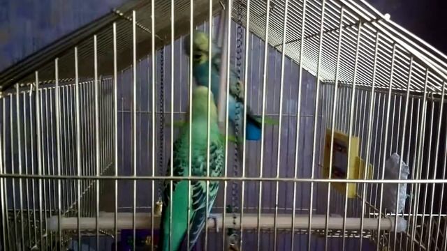 Волнистые попугаи качаются на качелях