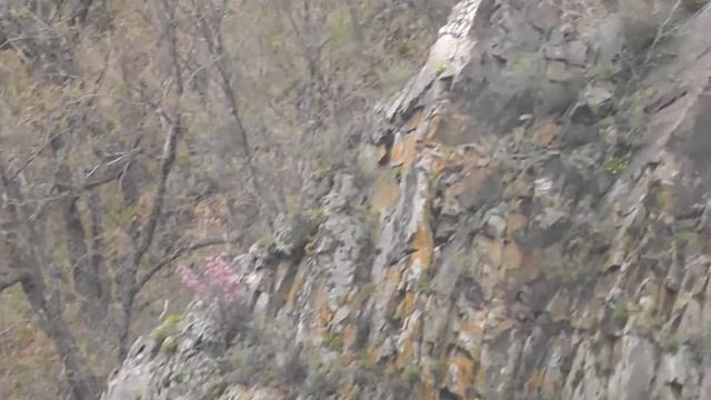 Багульник цветет на скалах! смотреть онлайн