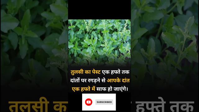 तुलसी का पेस्ट#motivtionl#shotvodeo#trendingvideo смотреть онлайн