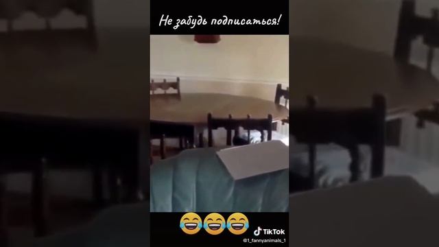 Домашние животные. ржачные приколы посмотрите. смех до слез. 48 часть