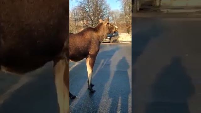 Лось в городе смотреть онлайн