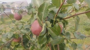 Груша красномякотная РЕД ВИЛЬЯМС(Red William)