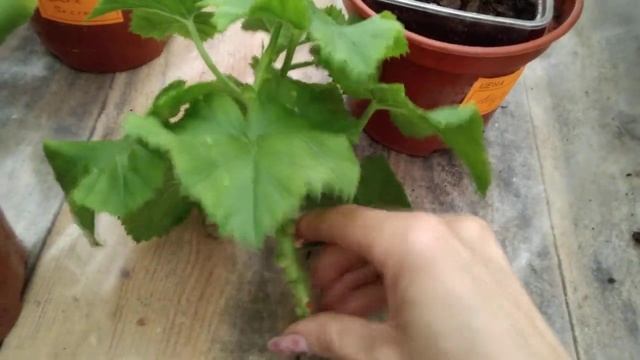 #61.Работа с черенками королевской пеларгонии, черенкование. смотреть онлайн
