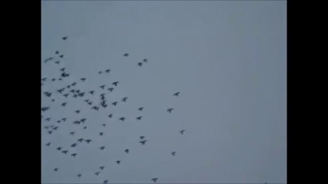 Николаевские  Голуби  Горловки.