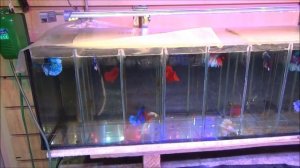 Птичий рынок. Рыбки. Растения. Корма.