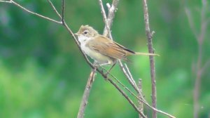 Серая славка. Самец и самка. ( Sylvia communis )