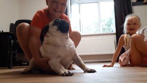 Очень злой мопс рычит 1 часть