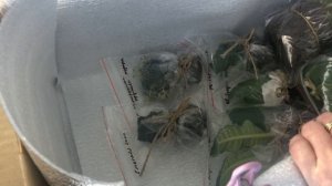 Отправка растений. Мой вид упаковки