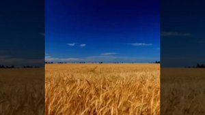 ОЙ У ЛУЗI ЧЕРВОНА КАЛИНА ПОХИЛИЛАСЯ