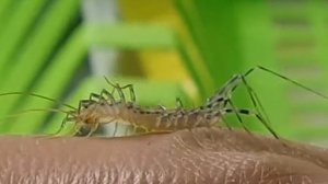 Scutigera coleoptrata rescued from the sink