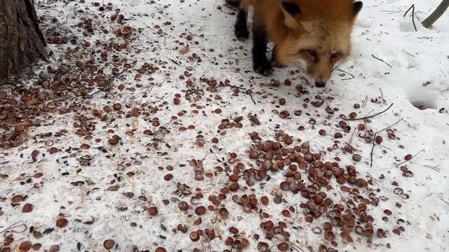 Алиса - лиса. Голуби и лиса смотреть онлайн