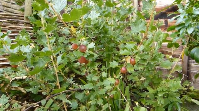 Такой крыжовник надо садить в каждом саду смотреть онлайн