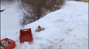 Зарыбление пруда/Для зимней рыбалки.