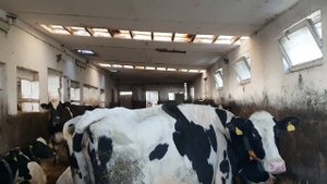 РОБОТА В ПОЛЬЩІ. ФЕРМА. ВИВОЗ ГНОЮ. ЯК КОРОВИ ЖИВУТЬ / PRACA NA GOSPODARSTWIE. WYBIERANIE OBORNIKA