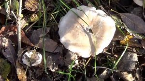 Говорушки дымчато-серые. Как распознать. Грибы в лесу.