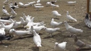 #Astrakhan #Pigeons Широкохвостые Бакинские Голуби Гусейнова Теймура в Астрахани!
