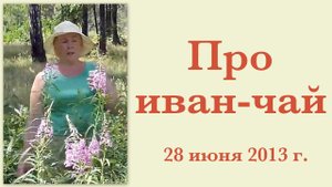 Про иван-чай 28 июня 2013