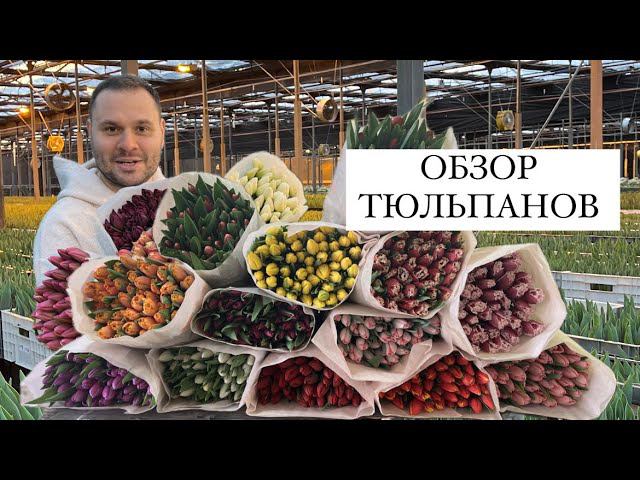 Тюльпаны оптом. Обзор тюльпанов