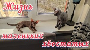 Жизнь маленьких котят, распаковка домиков.