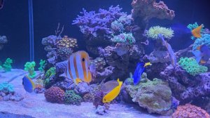 Морские аквариумные рыбки