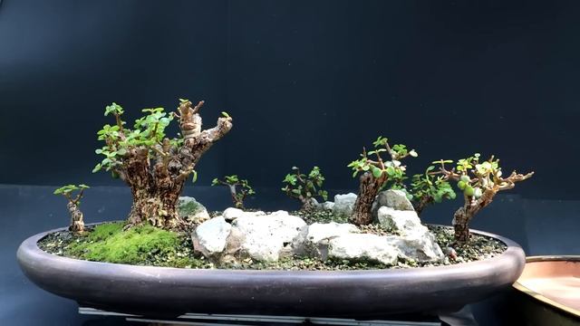 Pruning My Portulacaria afra Forest and More, The Bonsai Zone, May 2023 смотреть онлайн