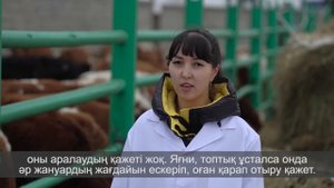 Основы выращивания телят, метод холодного содержания