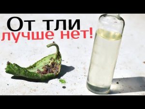 Тля чуть надкусив подыхает тут же! Лучшее средство от тли на огороде и в саду.