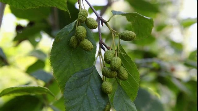 49.''Запах ольхи'' (из сборника Миниатюры) (2019) смотреть онлайн