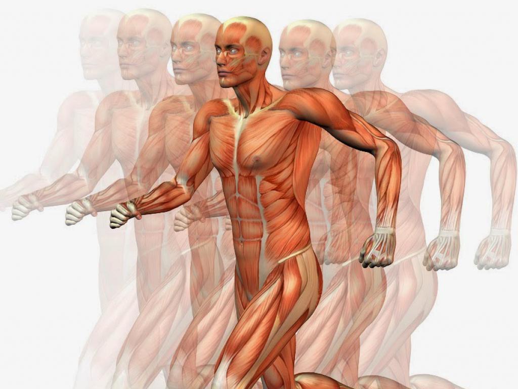 Мышцы картинка. Анатомия движения мышц. Мышцы человека в движении. Мышечная активность. Скелетные мышцы движение.