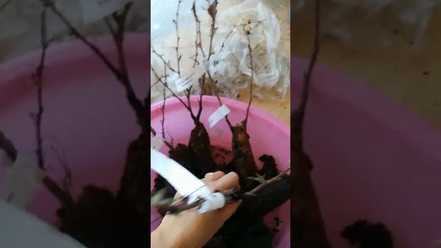 Не заказывайте в этом интернет-магазине! Ужас.. КСП смотреть онлайн